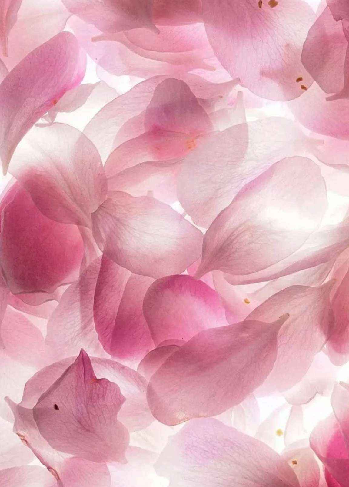 Butter Scrub Flower Blossom