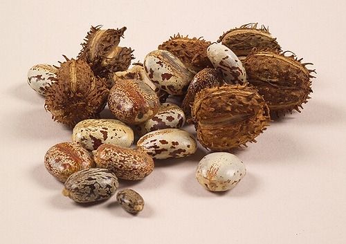 Castor Oil