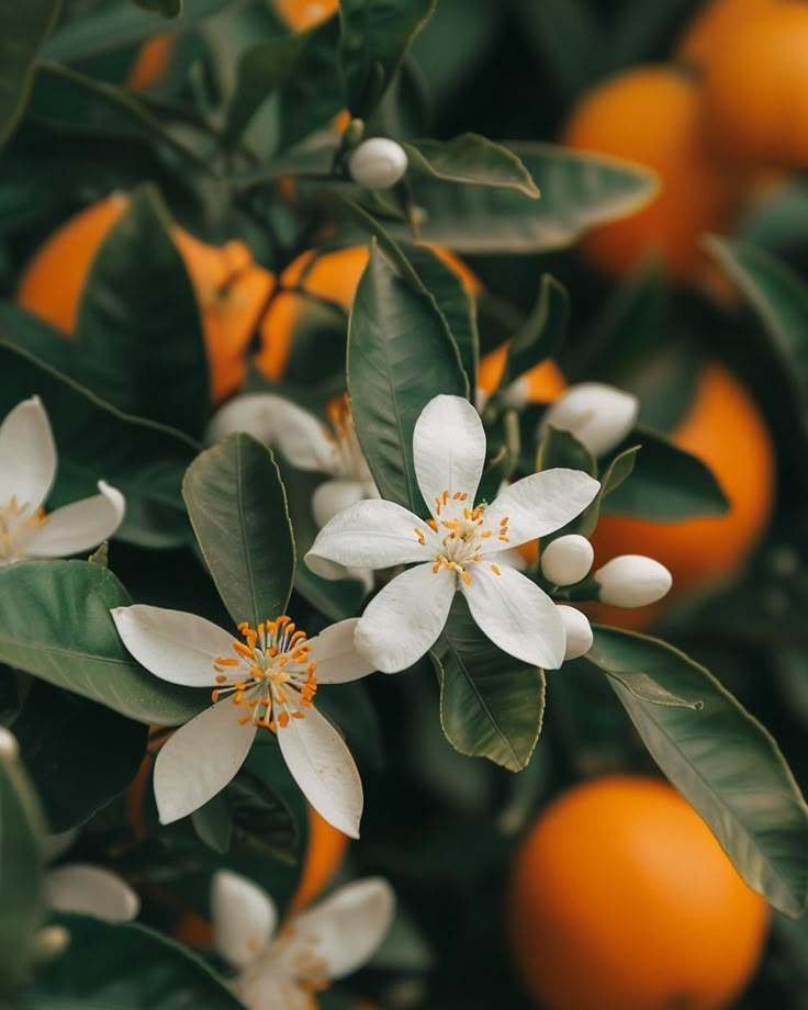 Butter Scrub Neroli