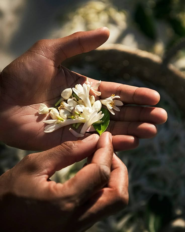 Neroli Body Butter